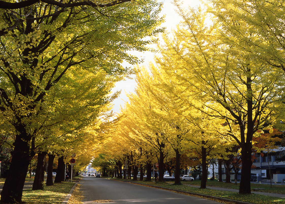 秋の北海道（画像）